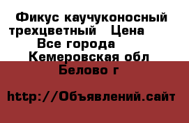 Фикус каучуконосный трехцветный › Цена ­ 500 - Все города  »    . Кемеровская обл.,Белово г.